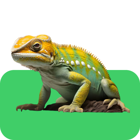 Reptile