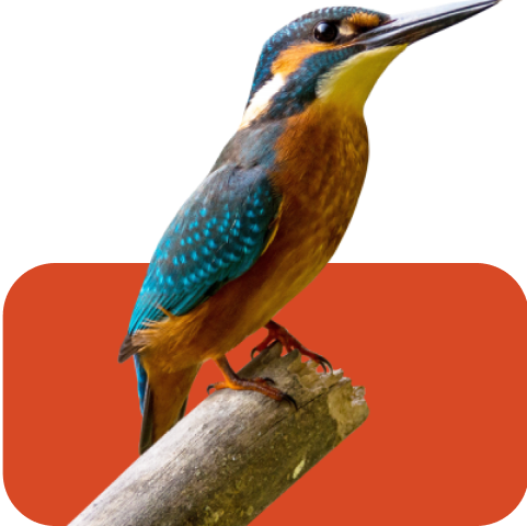 Bird 