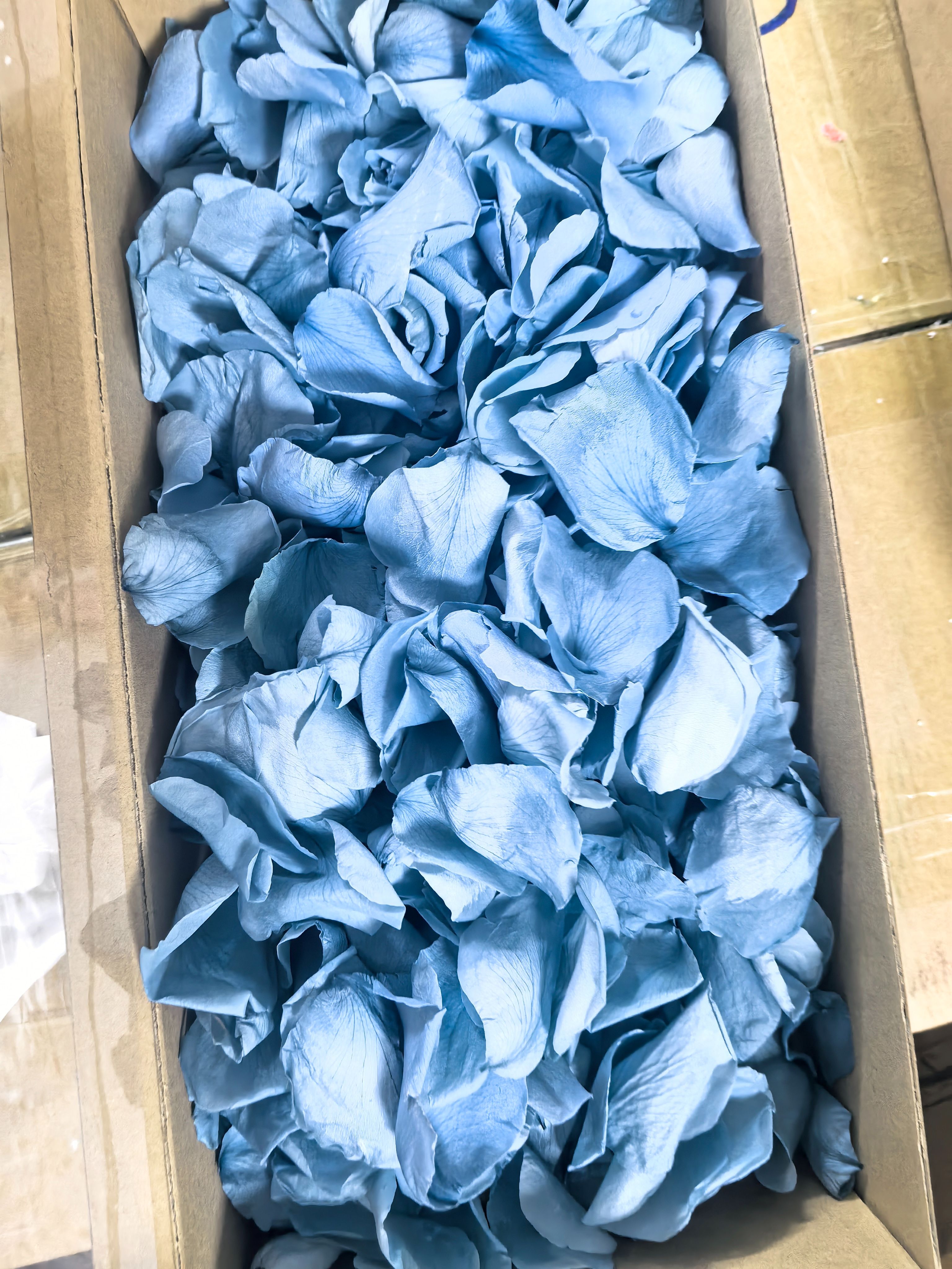 Rose Haze Blue