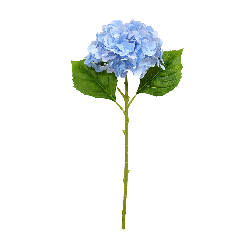 Blue Hydrangea