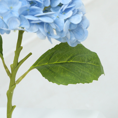 Blue Hydrangea