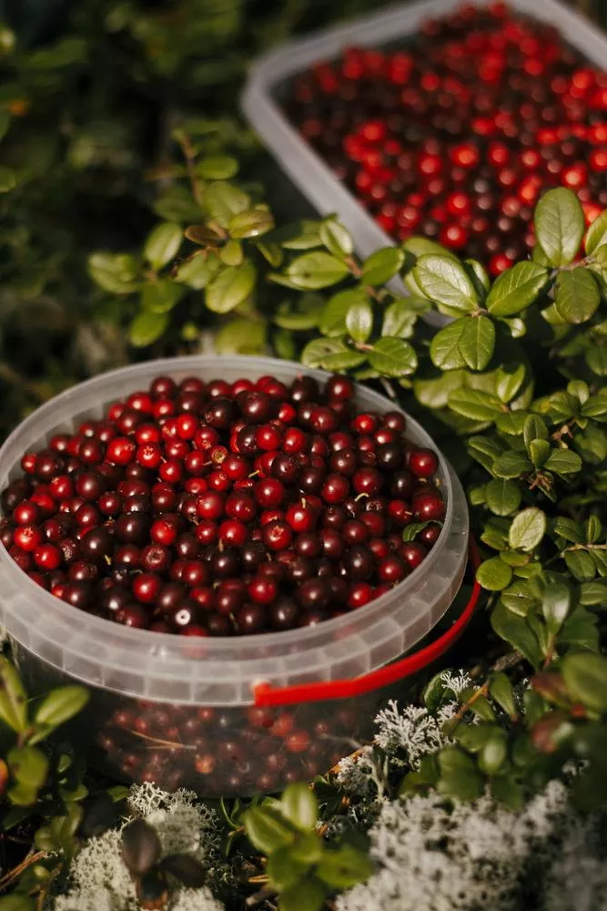 Cranberry