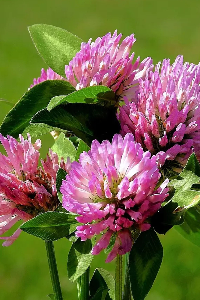 Red Clover