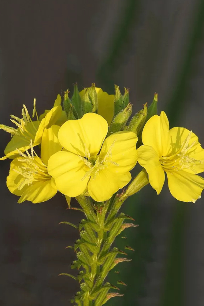 Evening Primrose Oil