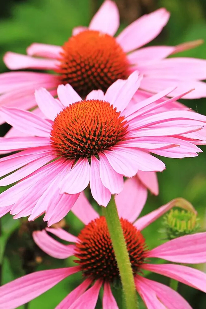 Echinacea
