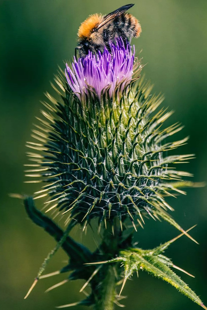 Blessed Thistle